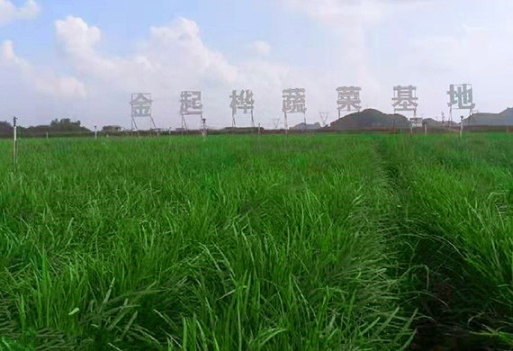 蔬菜種植基地
