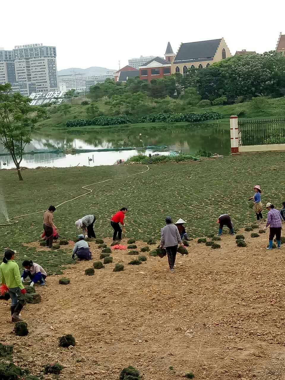 草皮種植