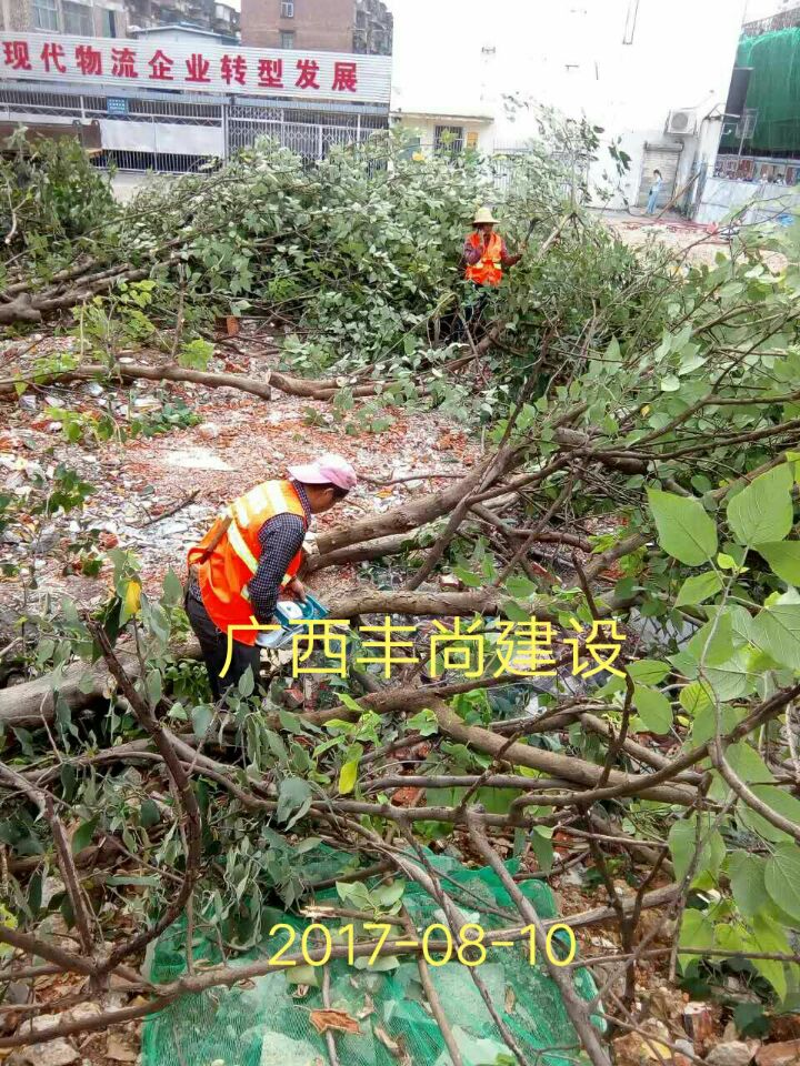 南寧鐵路局--大樹移植（1）