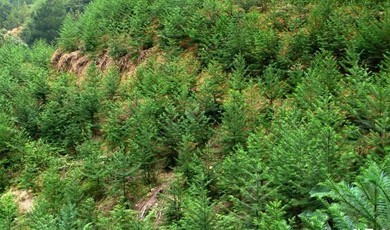 杉树种植与经营管理技术