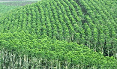 营造桉树丰产林的技术要点