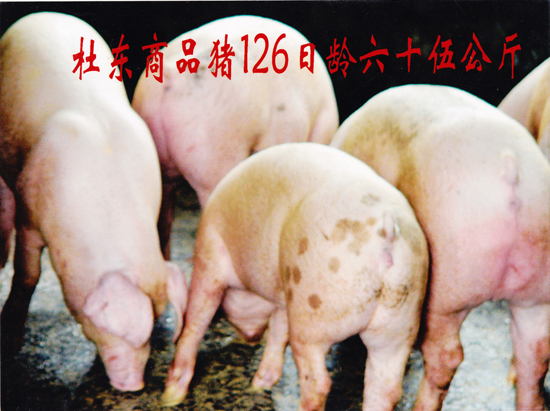 杜东商品猪126日龄 六十五公斤
