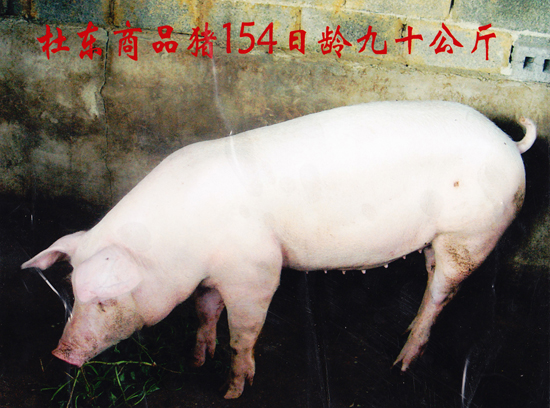 杜东商品猪154日龄 九十公斤
