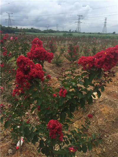 花草基地