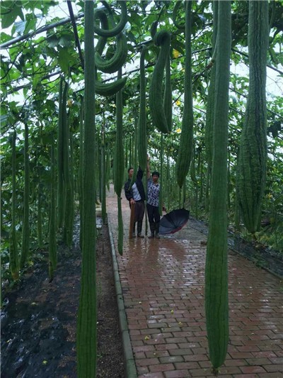 蔬菜种植基地