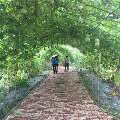 蔬菜种植基地