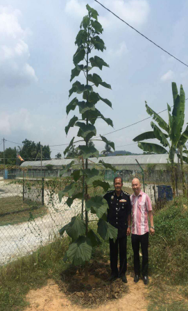 34马来西亚、泰国绿桐种植