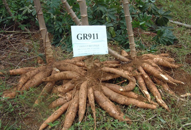 木薯研究