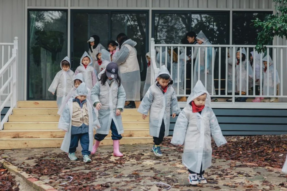 望天树2 望天树2