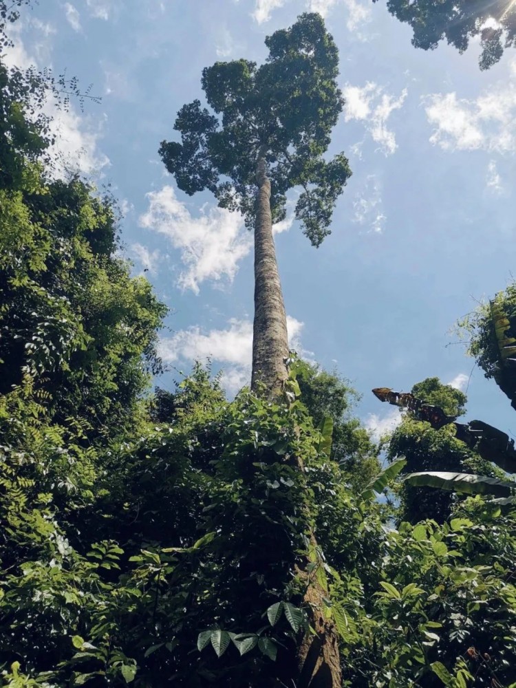 望天树1 望天树1