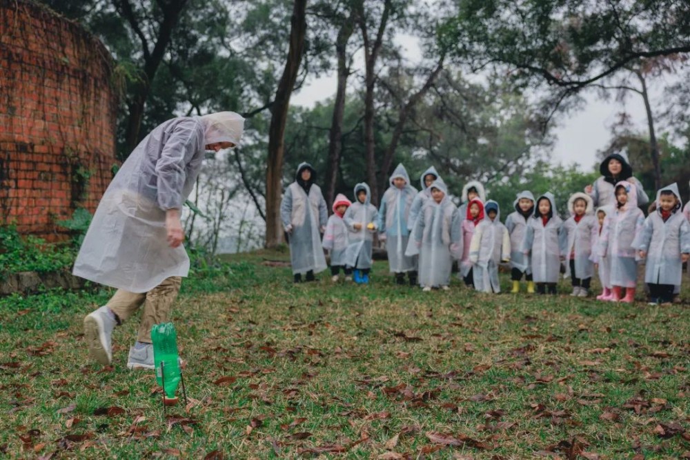 望天树4 望天树4