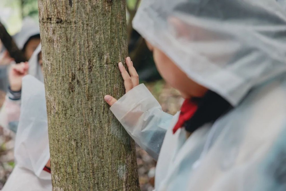 望天树3 望天树3