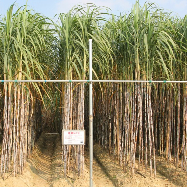 甘蔗2 甘蔗2