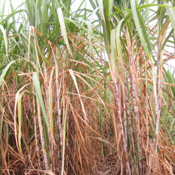 甘蔗3 甘蔗3