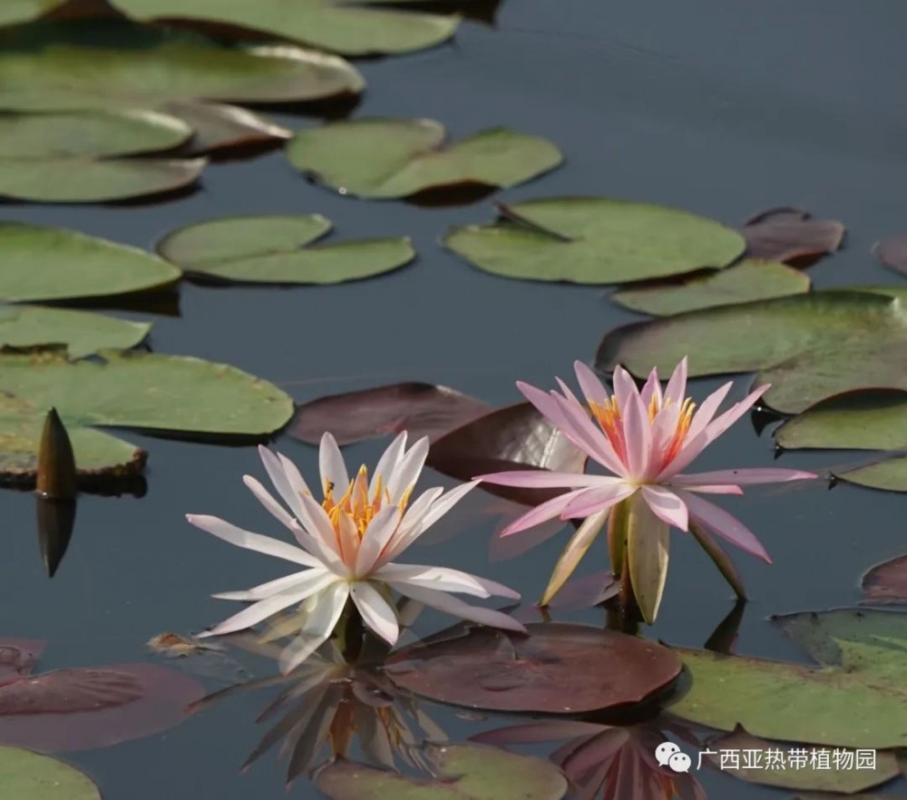 睡莲1 睡莲1