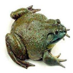 牛蛙（活体）