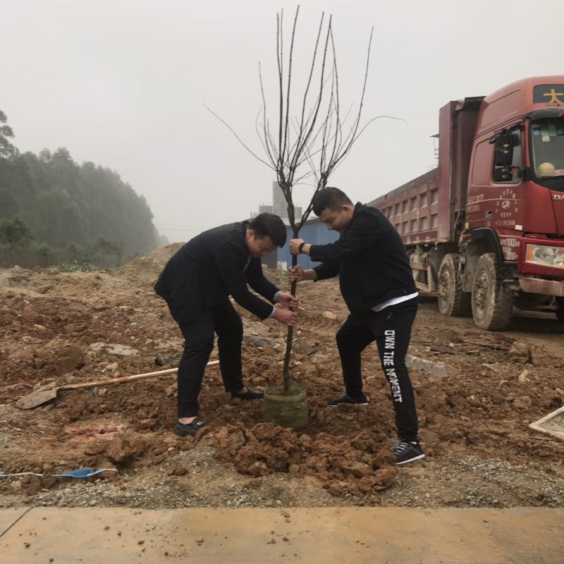 2019植樹節