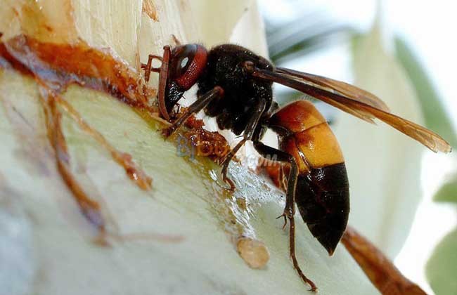 密山蜂类防治