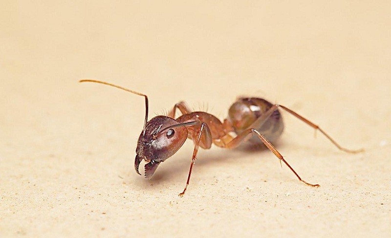 汉川蚂蚁防治