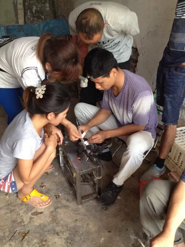 崇左市女子阉鸡队