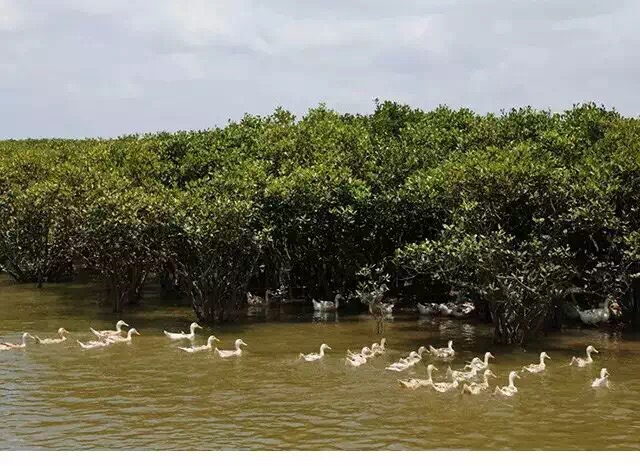 养殖环境_北海市合浦县申晖蛋业有限公司